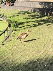 Alopochen aegyptiaca