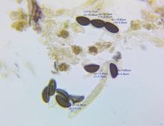 Hypoxylon perforatum