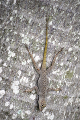 Anolis distichus