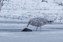 Larus argentatus