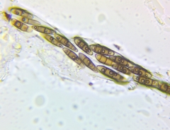 Hysterium angustatum