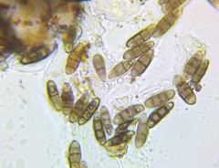 Hysterium angustatum