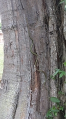 Chrysopelea paradisi