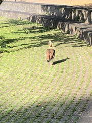 Alopochen aegyptiaca