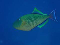 Xanthichthys mento