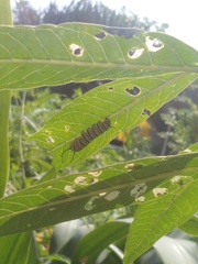 Danaus