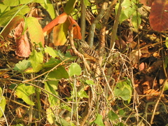 Campylorhynchus zonatus