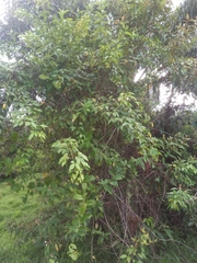 Senna undulata