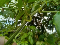 Senna undulata