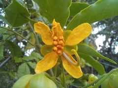 Senna undulata