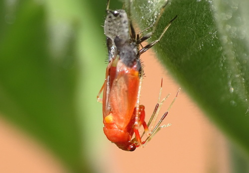 Raudonoji Žolblakė nuotrauka