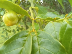 Senna undulata