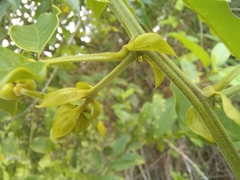 Senna undulata