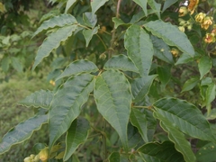 Senna undulata