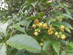 Senna undulata