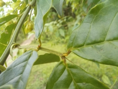 Senna undulata