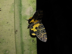 Pantherodes