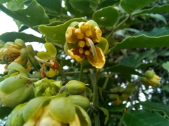 Senna undulata