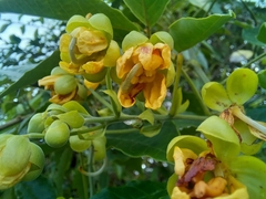 Senna undulata