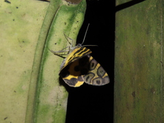Pantherodes