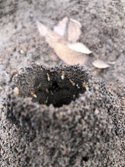 Macrotermitinae