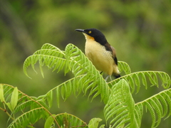 Donacobius atricapilla