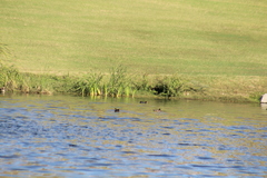 Gallinula galeata