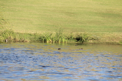 Gallinula galeata