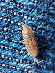 Porcellionides cingendus