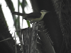 Campylorhynchus griseus