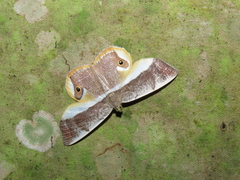Opisthoxia