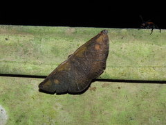 Cyphoedma transvolutata