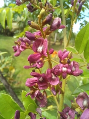 Andira inermis