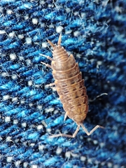 Porcellionides cingendus