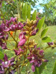 Andira inermis