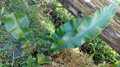 Asplenium scolopendrium scolopendrium