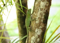Enyalius iheringii