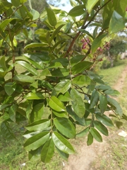 Andira inermis