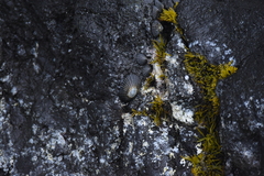 Ahnfeltiopsis concinna