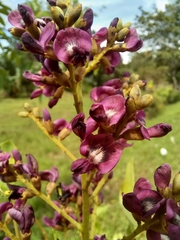 Andira inermis