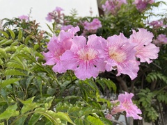 Podranea ricasoliana
