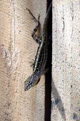Anolis sagrei