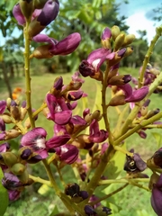 Andira inermis