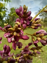 Andira inermis