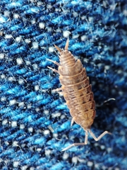 Porcellionides cingendus