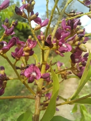 Andira inermis