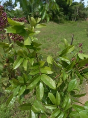 Andira inermis