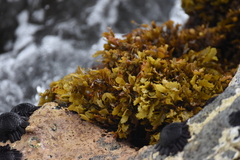 Sargassum aquifolium