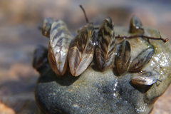 Dreissena