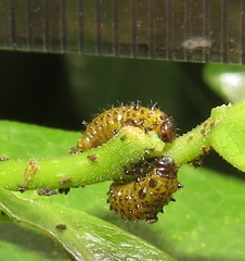 Plagiosterna nigritarsis